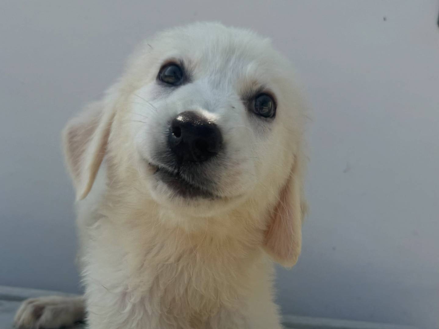 Adotta un cane, femmina, 4 mesi, Matera