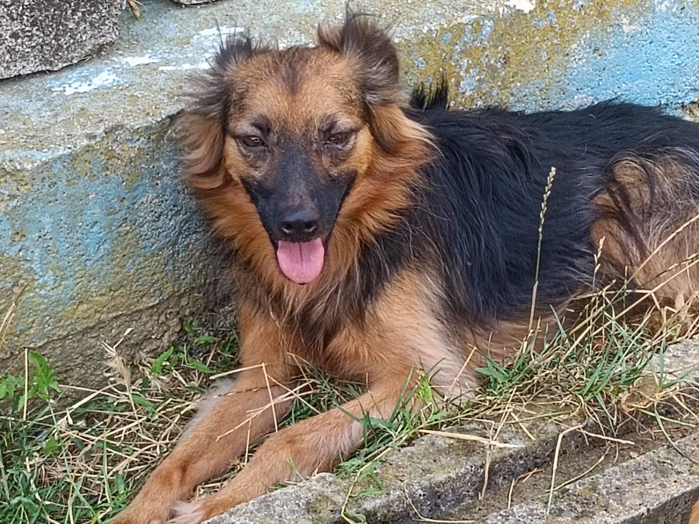 Adozione cane, maschio, Razza sconosciuta Razza sconosciuta, 6 anni e 6 mesi, taglia media contenuta, Frosinone