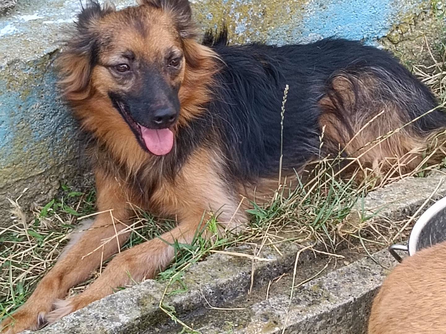 Adotta un cane, taglia media contenuta, maschio, Frosinone
