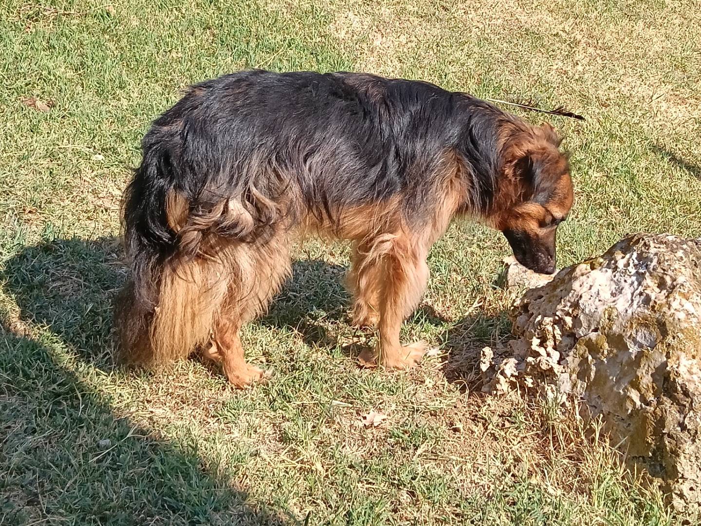 Adotta il cane Brando  a Frosinone