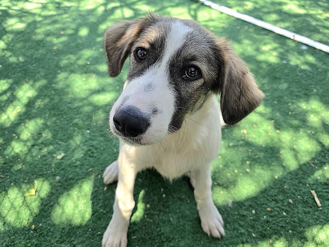 Adozione cane, femmina, Razza sconosciuta Razza sconosciuta, 6 mesi, taglia media, Padova