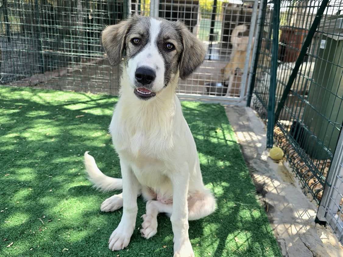 Adotta un cane, femmina, 6 mesi, Padova