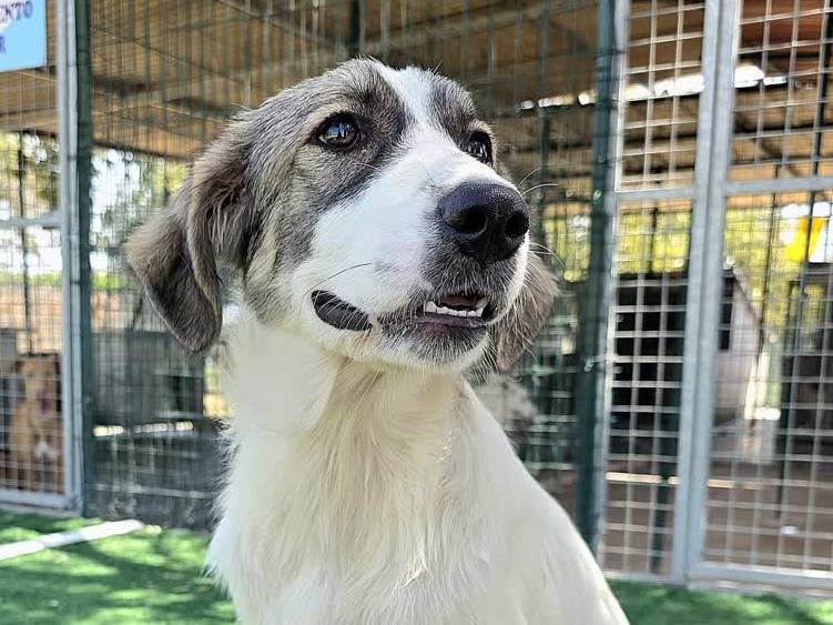 Vuoi adottare un cane a Padova?