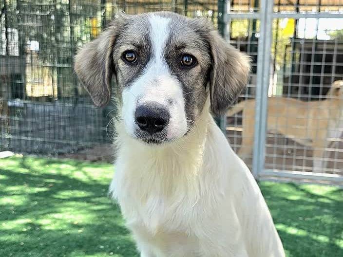 Adotta il cane PALMA a Padova