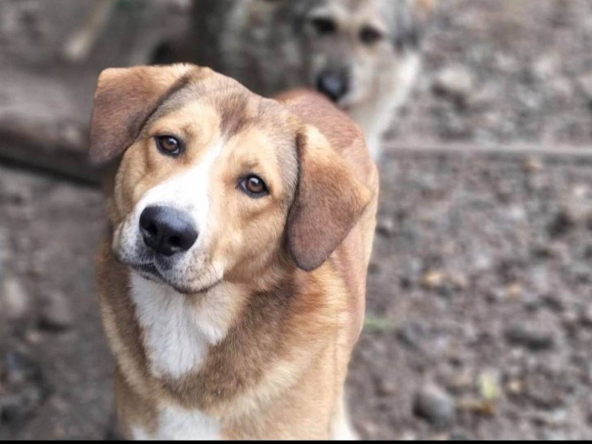 Adozione cane, maschio, Razza sconosciuta Razza sconosciuta, 4 anni e 6 mesi, taglia grande, Bergamo