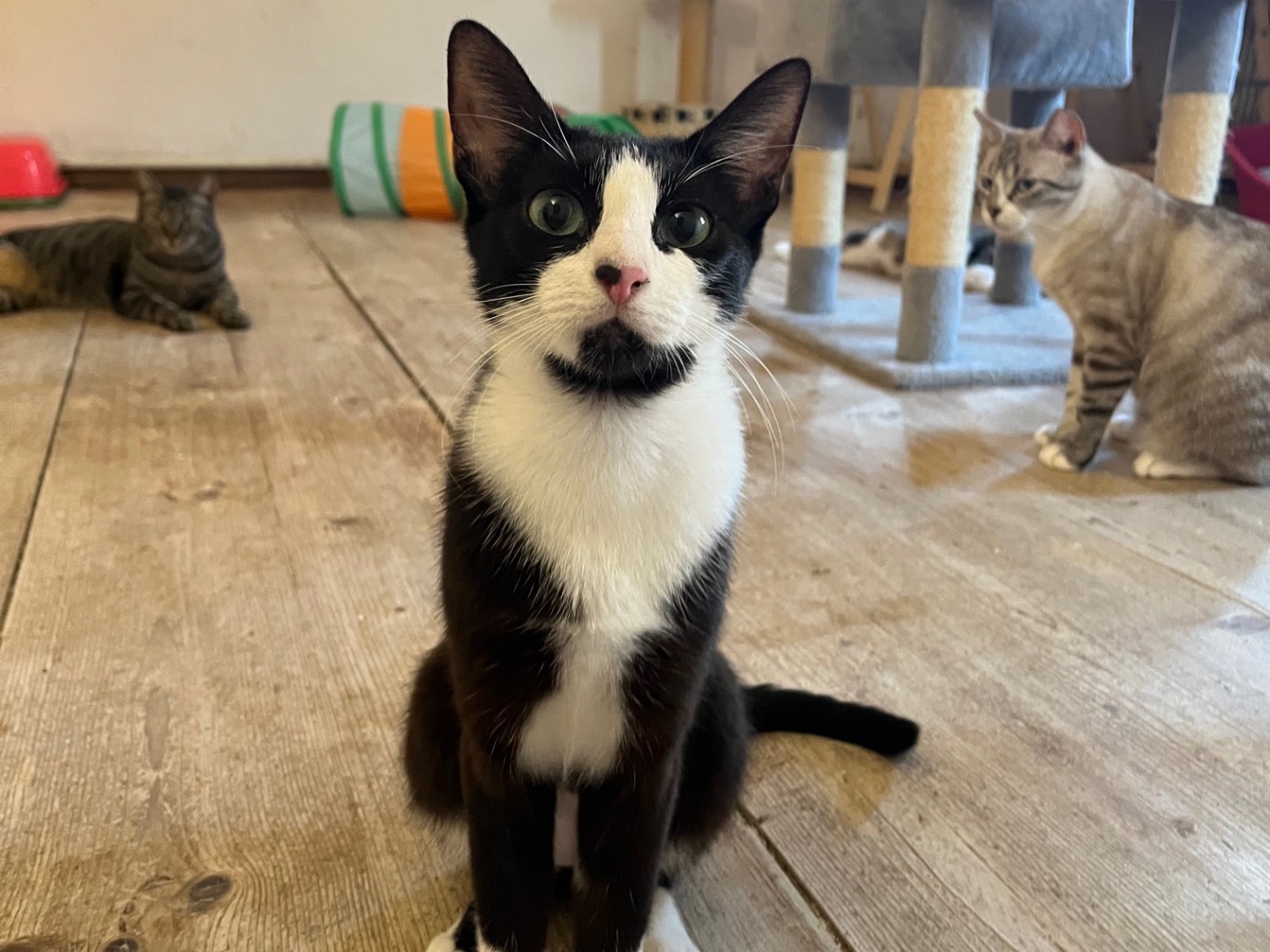 Adozione gatto, femmina, Razza sconosciuta Razza sconosciuta, 1 anno, taglia non valida, Padova