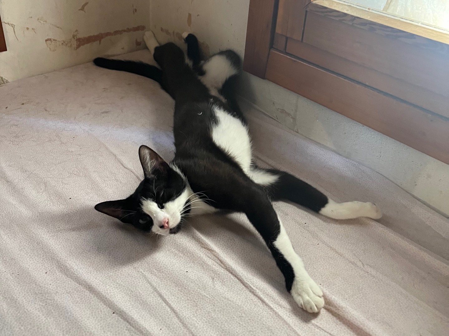 Adotta un gatto, femmina, 1 anno, Padova
