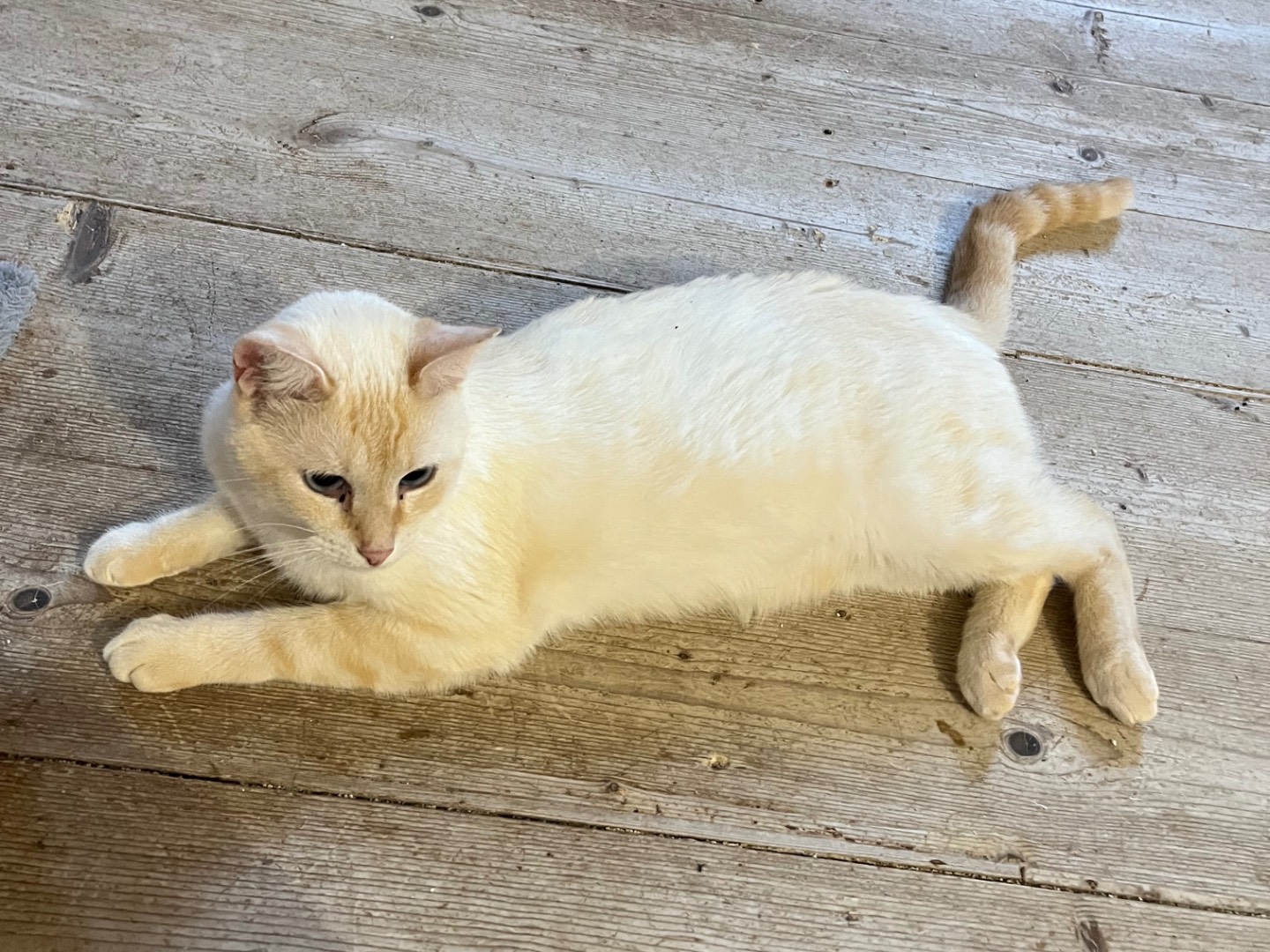 Adozione gatto, maschio, Razza sconosciuta Razza sconosciuta, 3 anni e 9 mesi, taglia non valida, Padova