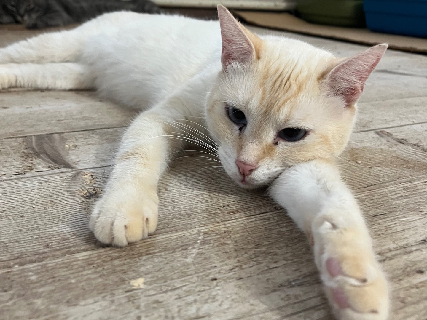 Adotta un gatto, maschio, 3 anni e 9 mesi, Padova