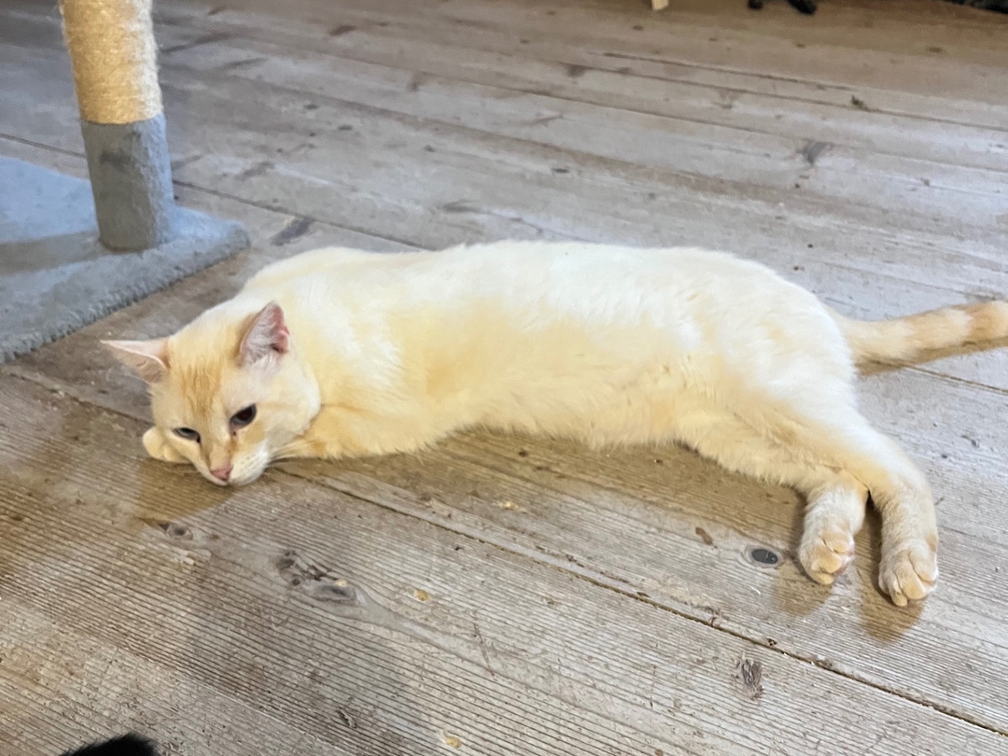 Adotta un gatto, taglia non valida, maschio, Padova