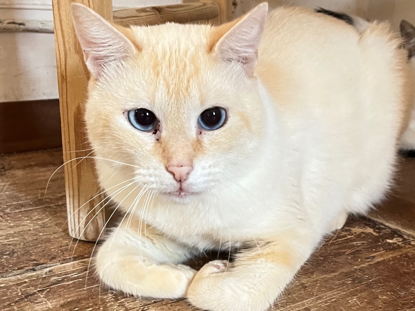 Vuoi adottare un gatto a Padova?