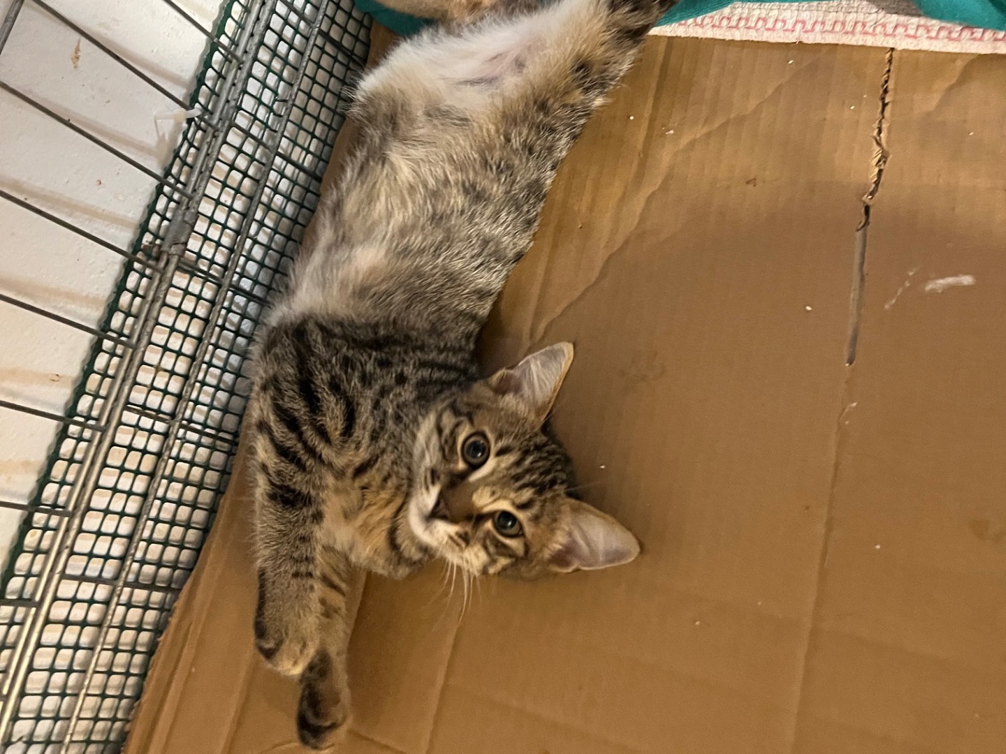 Adotta un gatto, femmina, 4 mesi, Padova