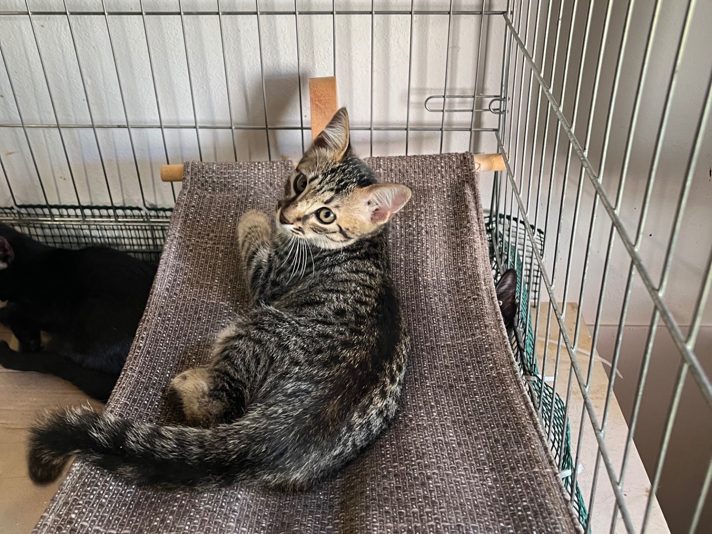 Adozione gatto, femmina, Razza sconosciuta Razza sconosciuta, 4 mesi, taglia non valida, Padova
