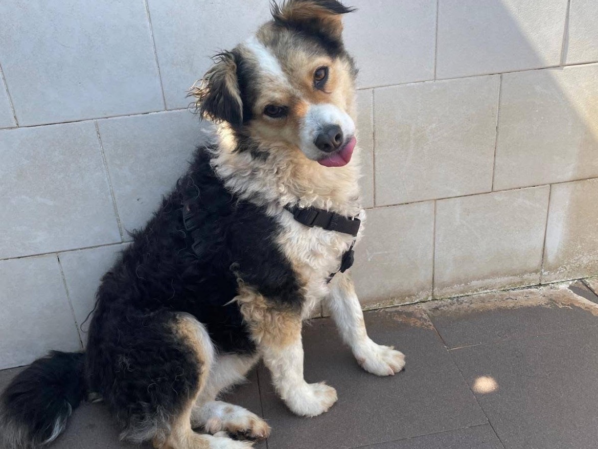 Adozione cane, femmina, Razza sconosciuta Lagotto, 3 anni e 4 mesi, taglia media contenuta, Caserta