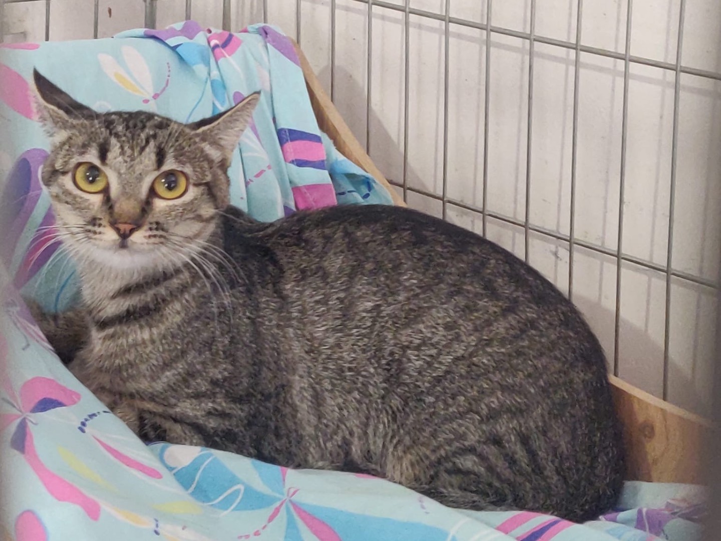 Adozione gatto, femmina, Razza sconosciuta Razza sconosciuta, 1 anno, taglia non valida, Padova