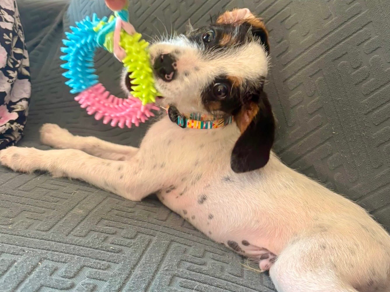 Adozione cane, maschio, Segugio Razza sconosciuta, 2 mesi, taglia media contenuta, Salerno