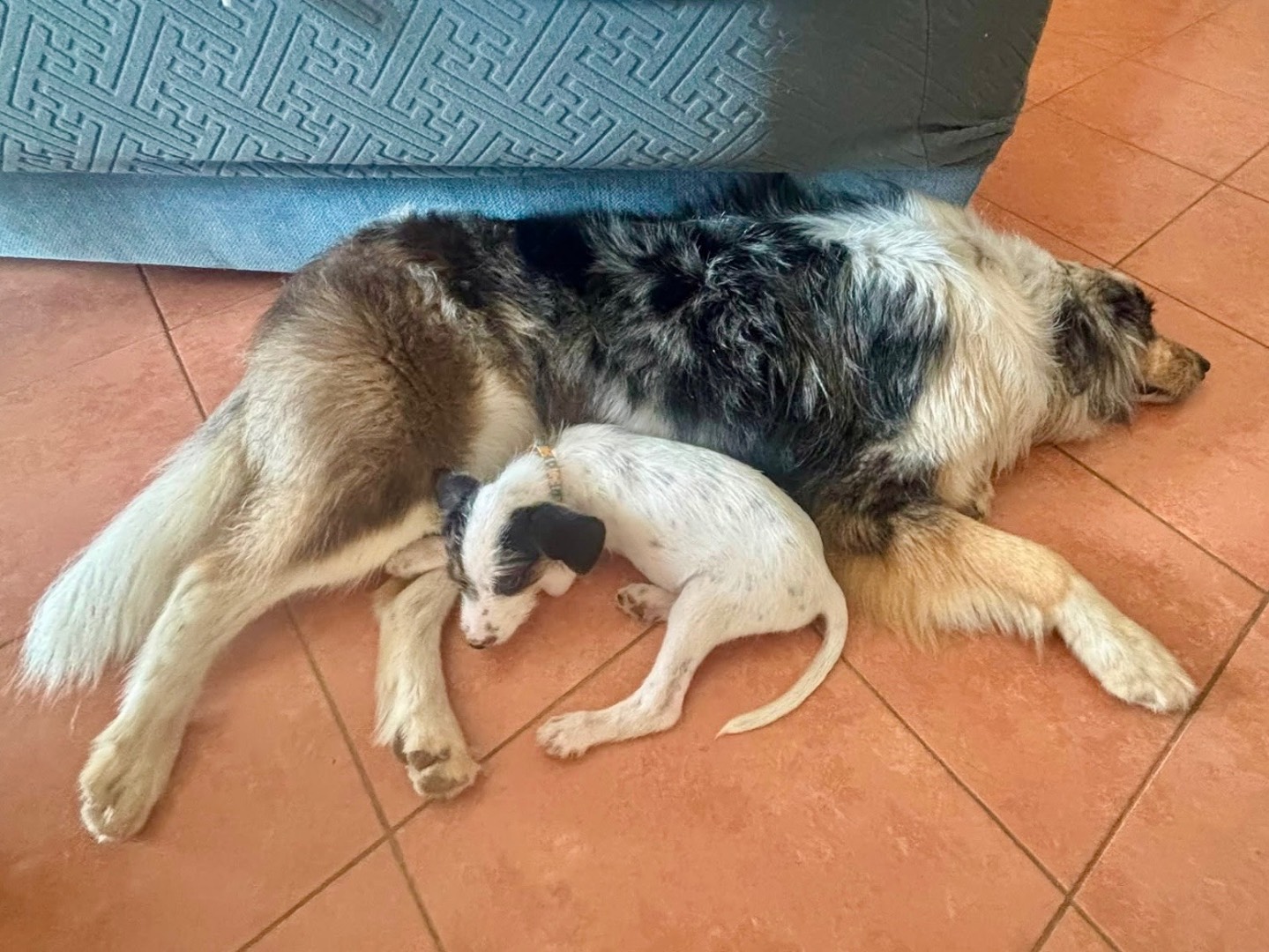 Adotta un cane, maschio, 2 mesi, Salerno