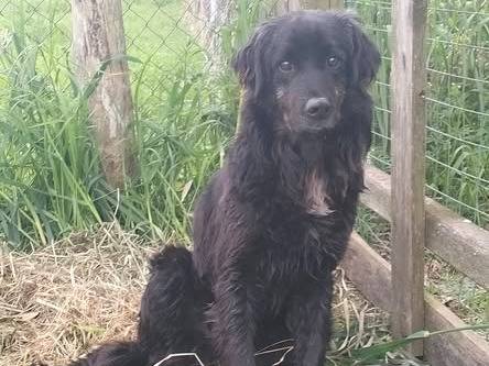 Adozione cane, maschio, Razza sconosciuta Razza sconosciuta, 6 anni e 3 mesi, taglia media, Roma