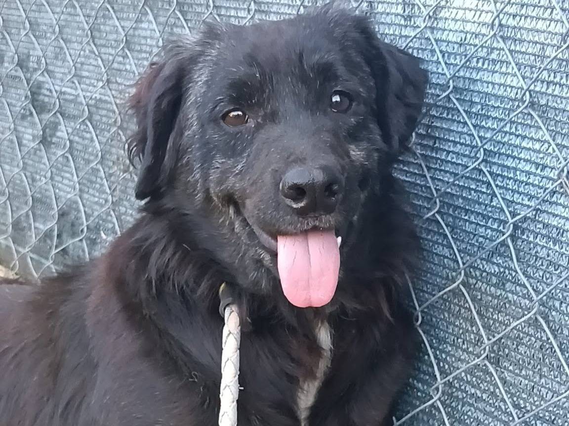 Adotta un cane, maschio, 6 anni e 3 mesi, Roma