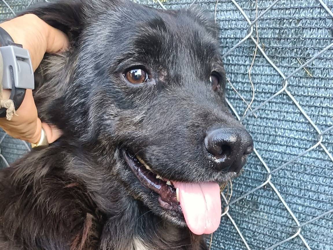Adotta un cane, taglia media, maschio, Roma