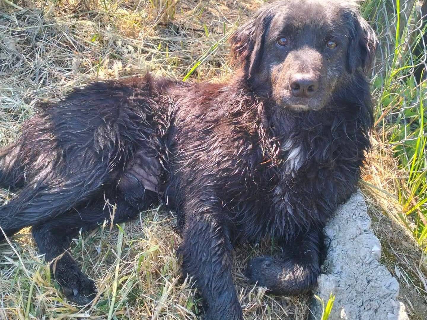 Vuoi adottare un cane a Roma?