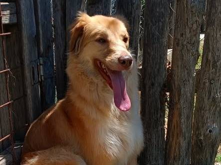 Adozione cane, femmina, Razza sconosciuta Razza sconosciuta, 2 anni e 2 mesi, taglia media, Roma
