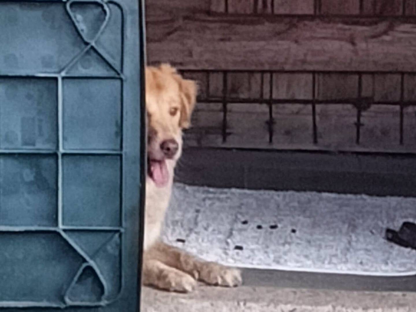 Adotta un cane, femmina, 2 anni e 2 mesi, Roma