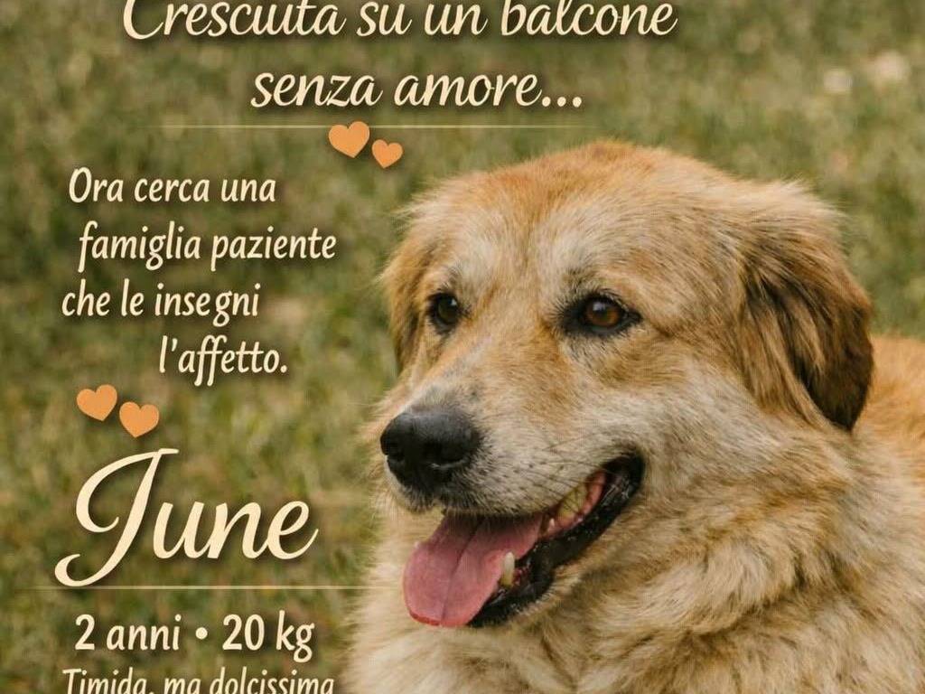 Adotta un cane, taglia media, femmina, Roma