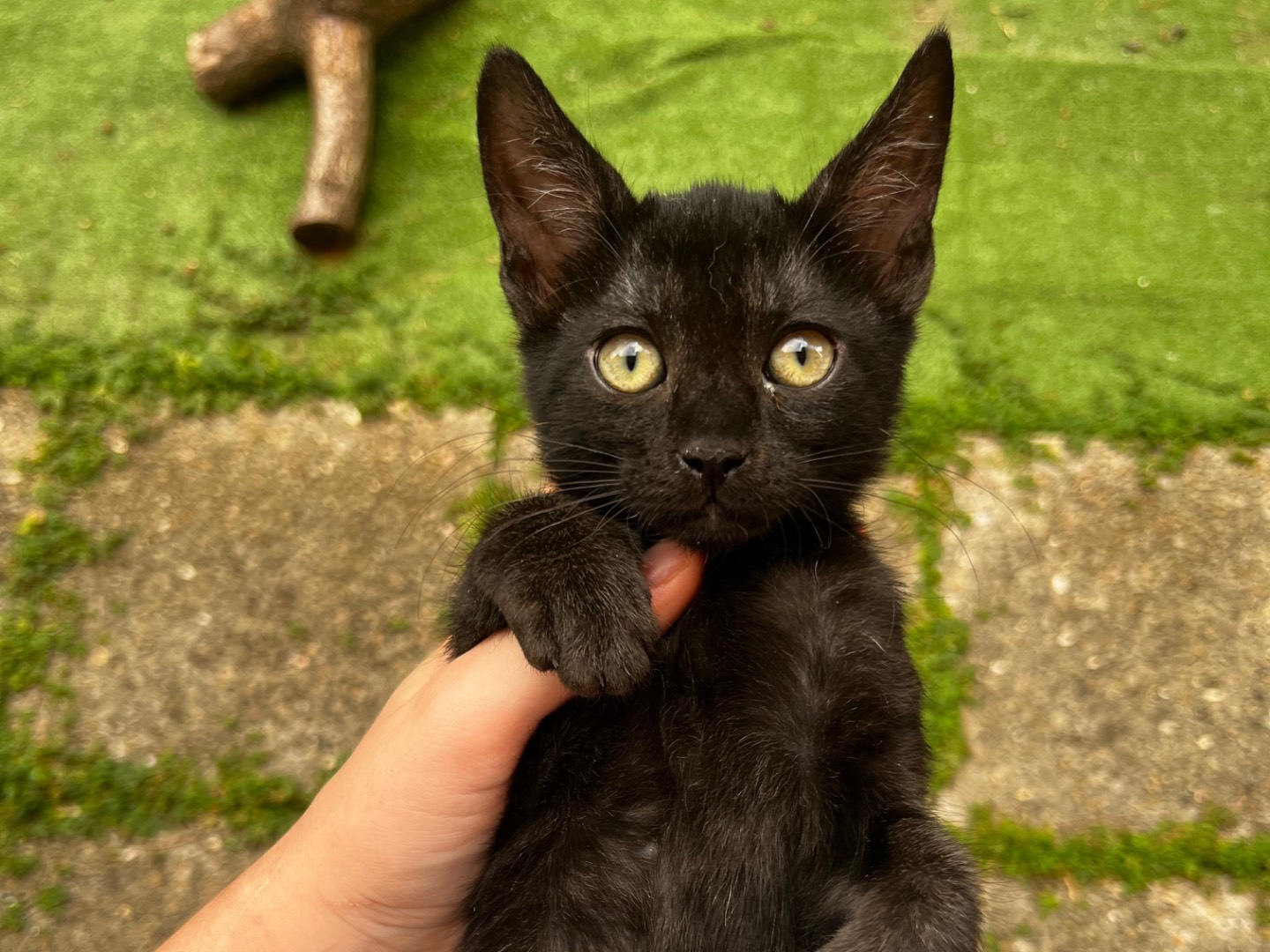 Adozione gatto, femmina, Razza sconosciuta Razza sconosciuta, 4 mesi, taglia non valida, Teramo
