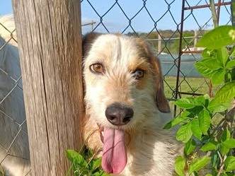 Adozione cane, femmina, Razza sconosciuta Razza sconosciuta, 3 anni, taglia media, Roma
