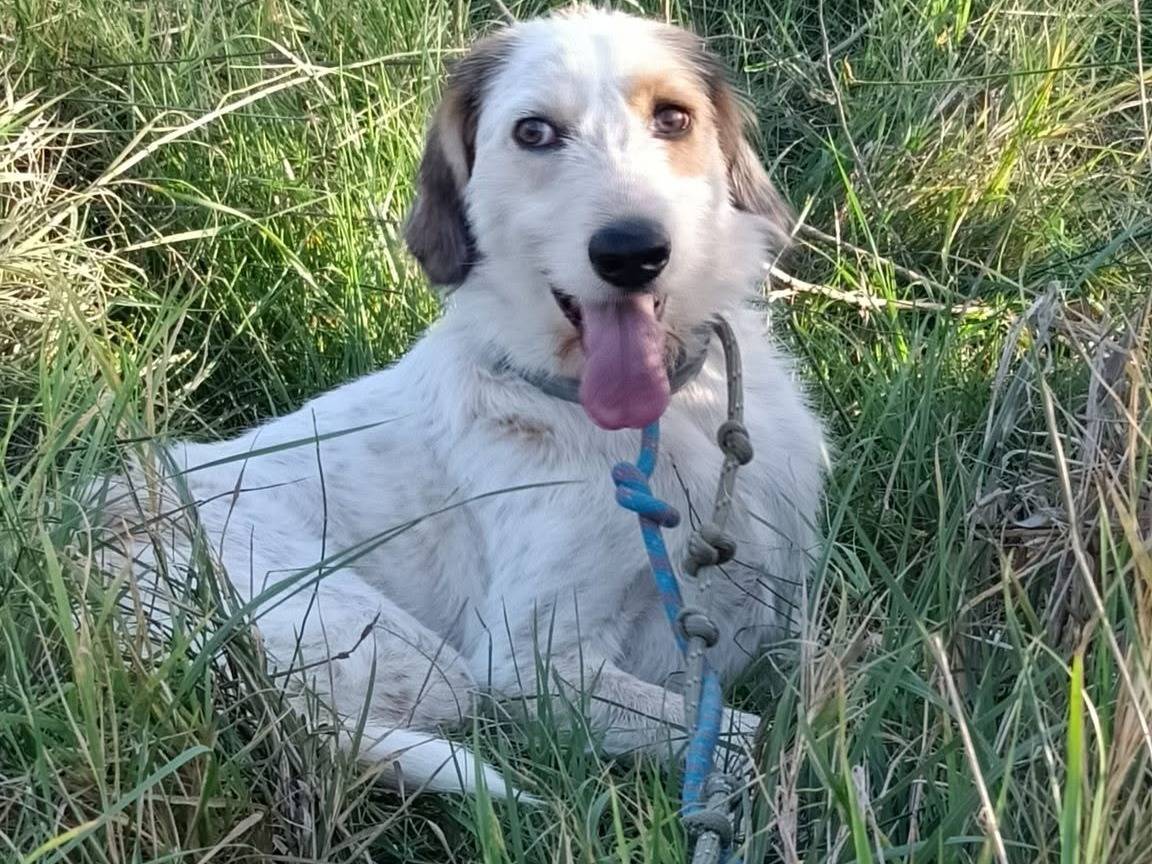 Adotta un cane, femmina, 3 anni, Roma