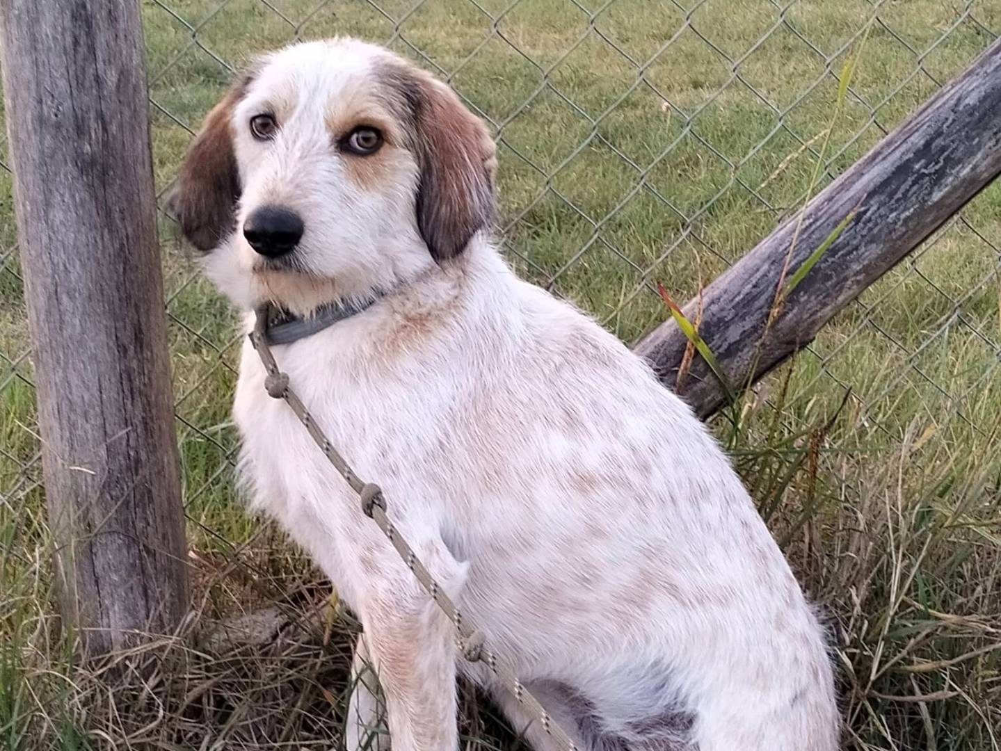 Adotta un cane, taglia media, femmina, Roma