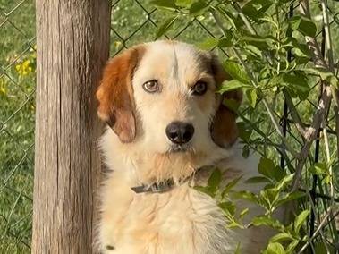 Vuoi adottare un cane a Roma?