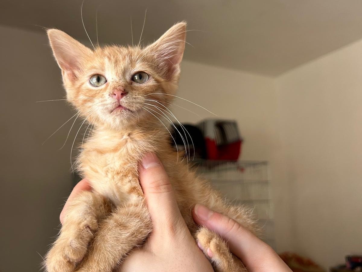 Adozione gatto, femmina, Razza sconosciuta Razza sconosciuta, 3 mesi, taglia non valida, Teramo