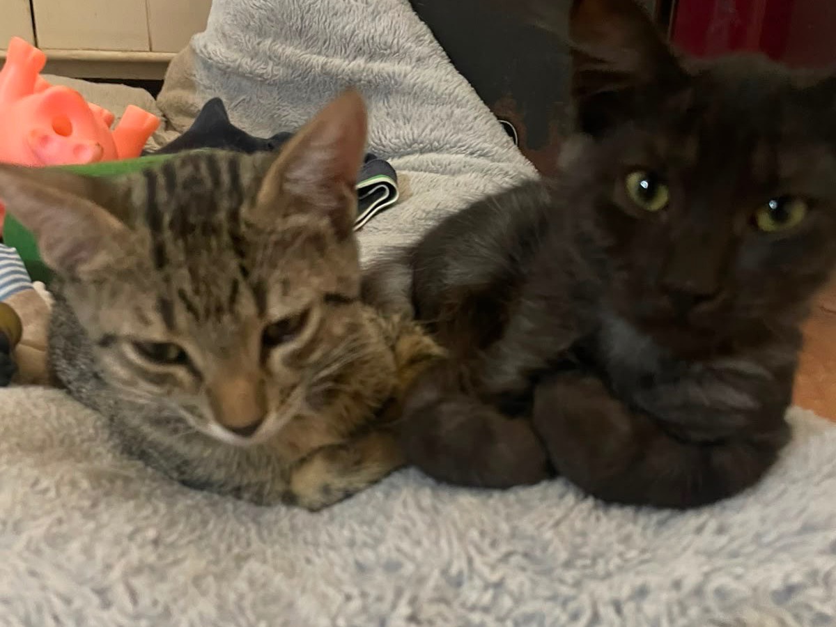 Adozione gatto, femmina, Razza sconosciuta Razza sconosciuta, 3 mesi, taglia non valida, Foggia