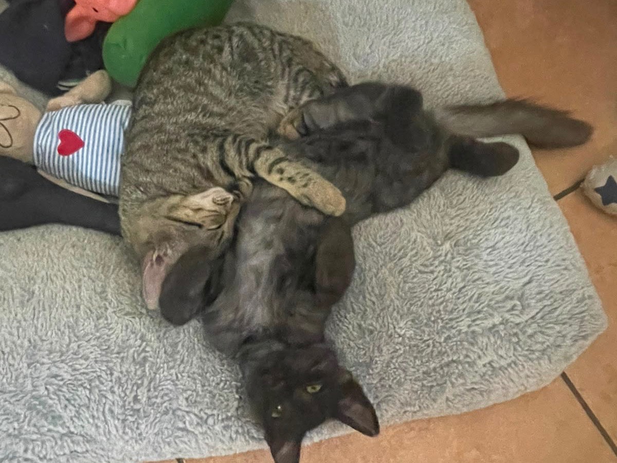 Adotta un gatto, femmina, 3 mesi, Foggia