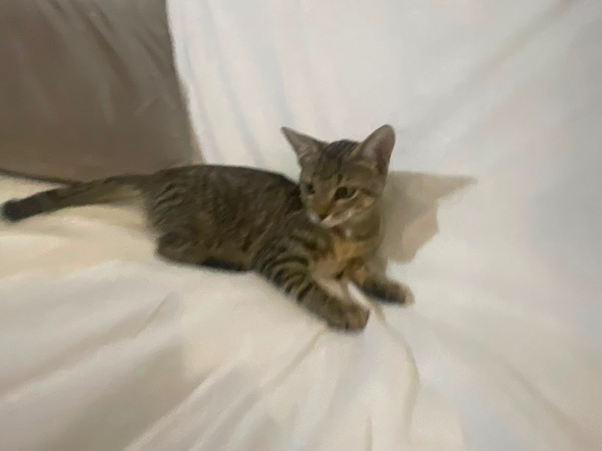 Vuoi adottare un gatto a Foggia?