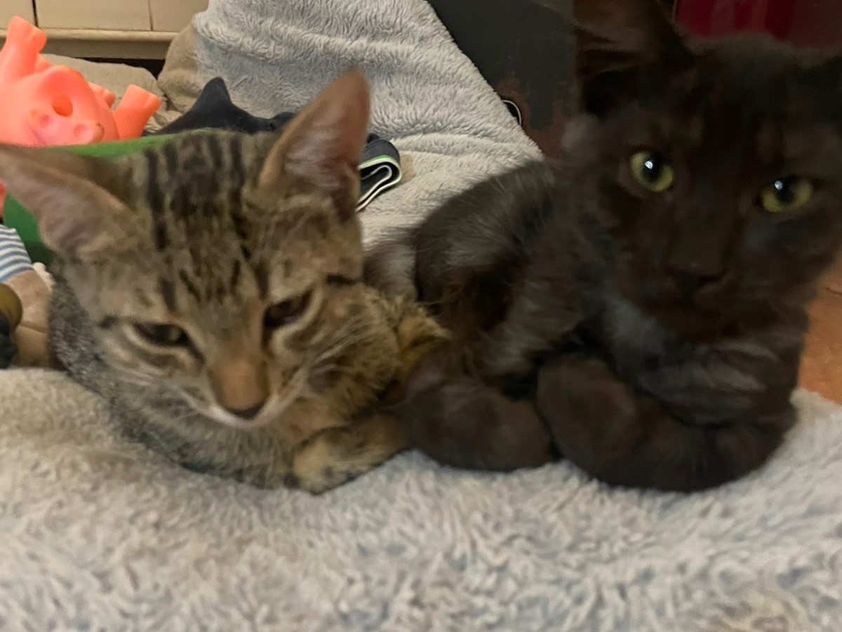 Adozione gatto, maschio, Razza sconosciuta Razza sconosciuta, 4 mesi, taglia non valida, Foggia