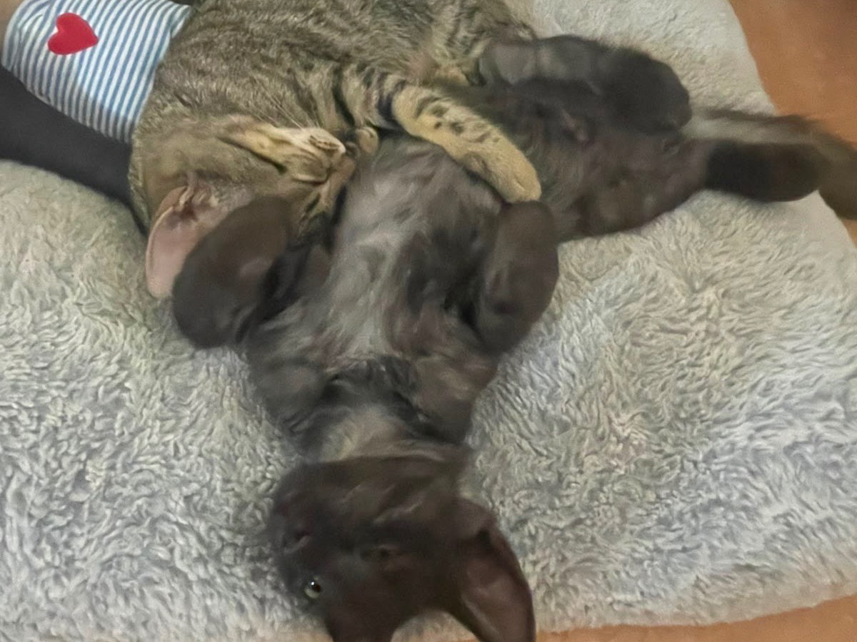 Adotta un gatto, maschio, 4 mesi, Foggia