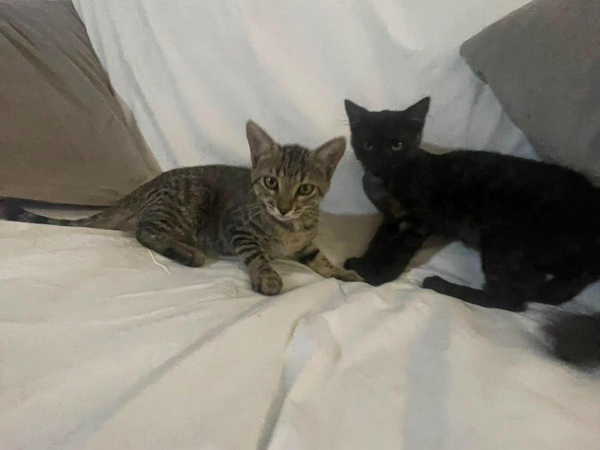 Adotta un gatto, taglia non valida, maschio, Foggia