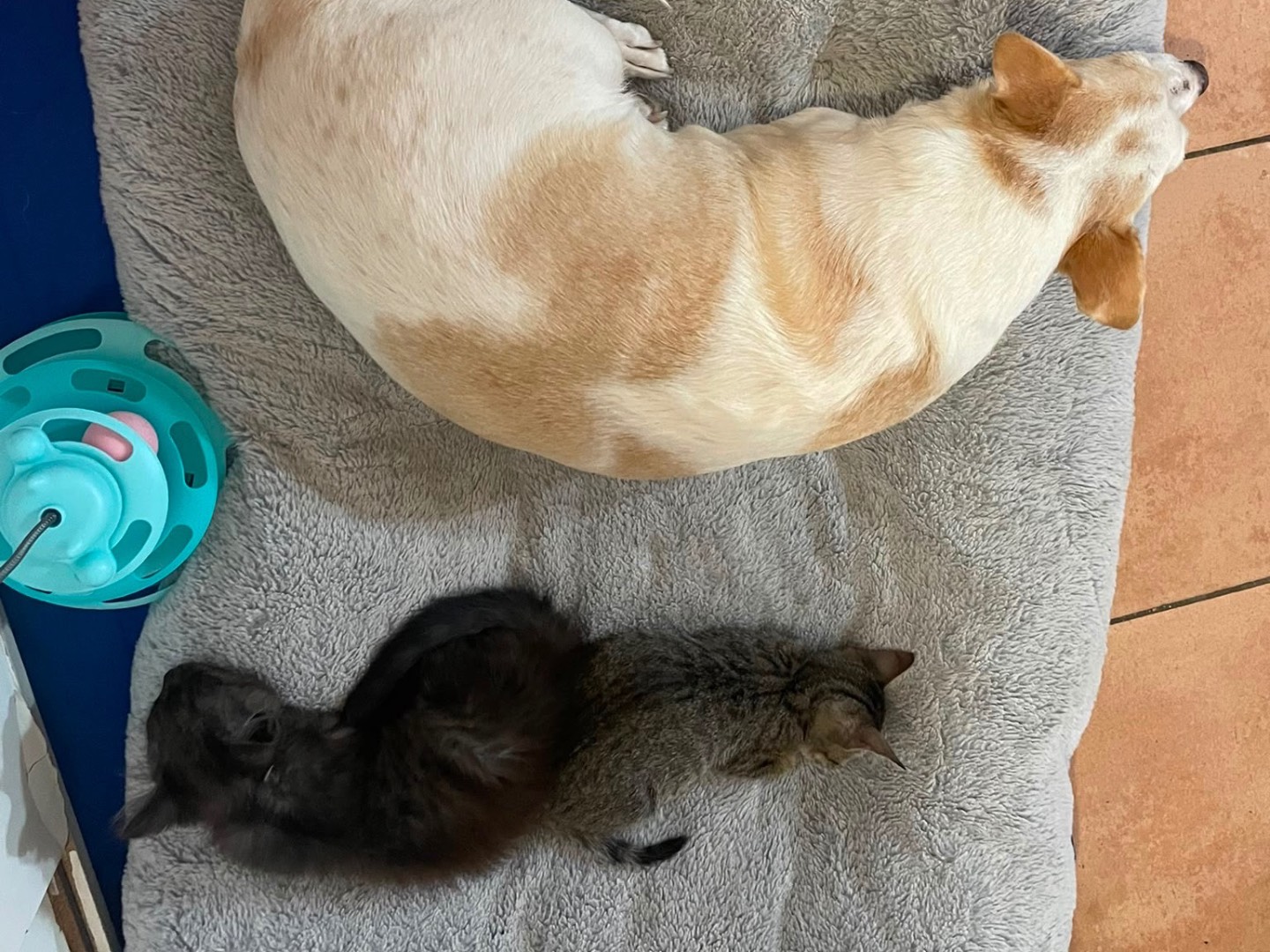 Vuoi adottare un gatto a Foggia?