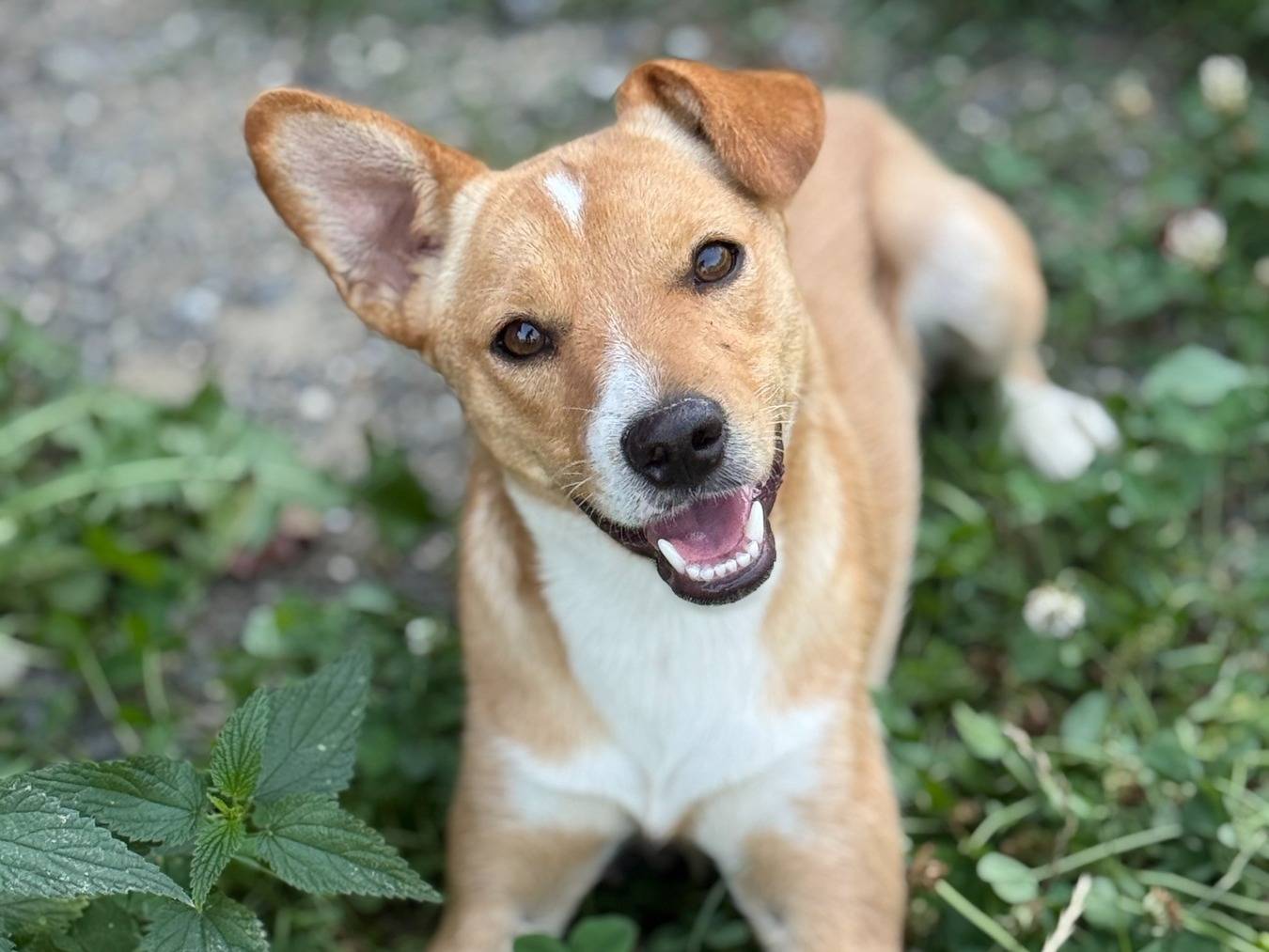 Adozione cane, femmina, Razza sconosciuta Razza sconosciuta, 8 mesi, taglia piccola, Firenze