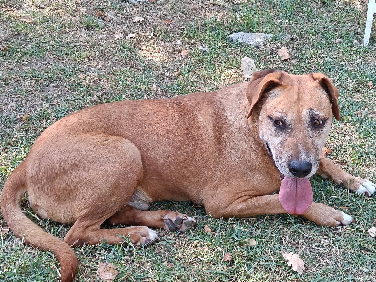 Adotta un cane, maschio, 10 anni, Frosinone