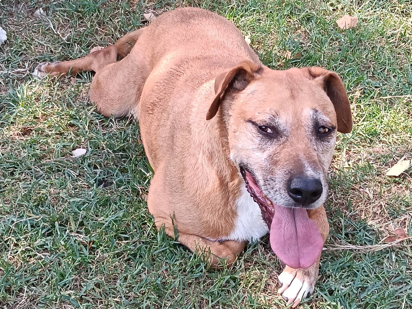 Adotta un cane, taglia media, maschio, Frosinone