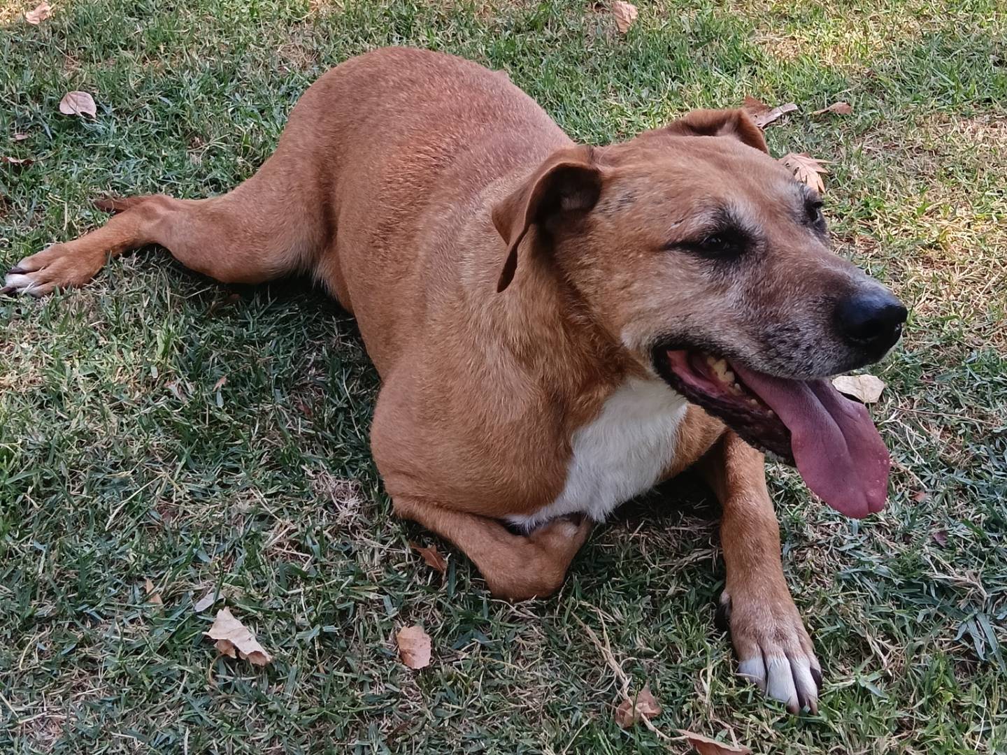 Vuoi adottare un cane a Frosinone?