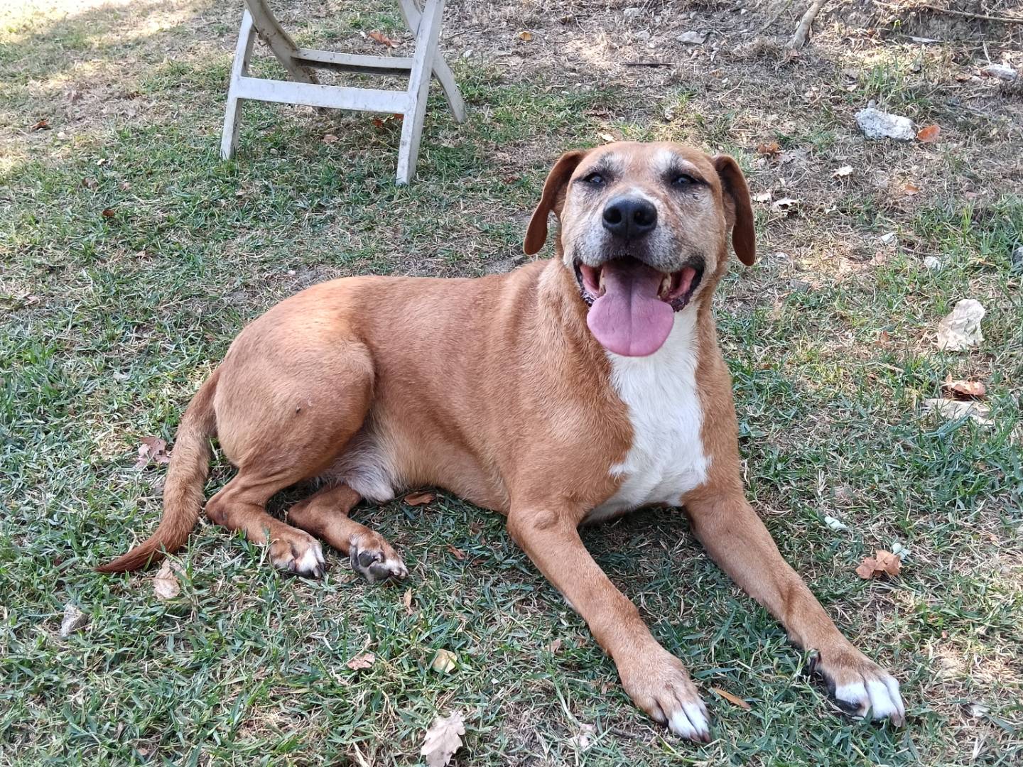 Adotta il cane EZIO a Frosinone