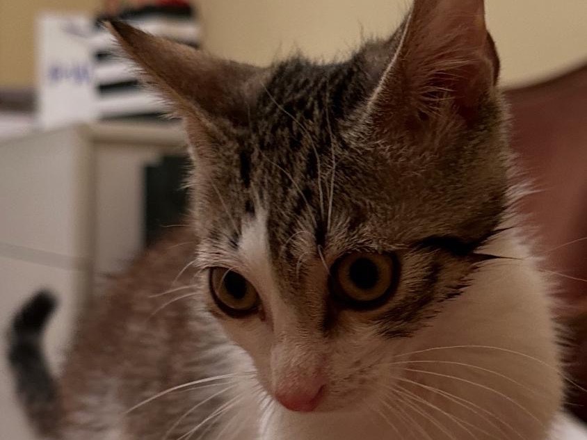 Adozione gatto, maschio, Razza sconosciuta Razza sconosciuta, 3 mesi, taglia non valida, Torino