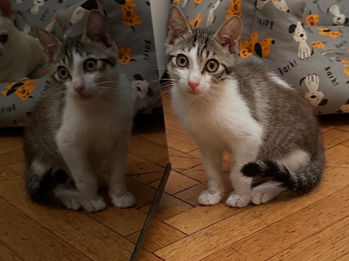 Adotta un gatto, maschio, 3 mesi, Torino