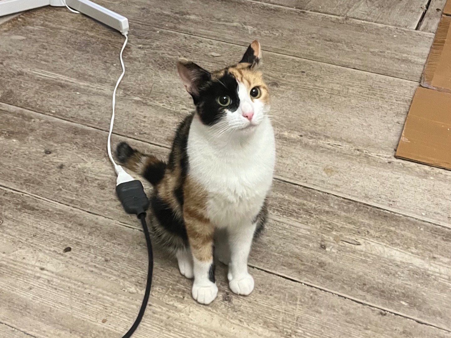 Adozione gatto, femmina, Razza sconosciuta Razza sconosciuta, 3 anni, taglia non valida, Padova