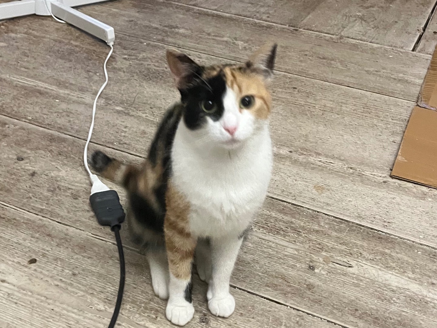 Adotta un gatto, femmina, 3 anni, Padova